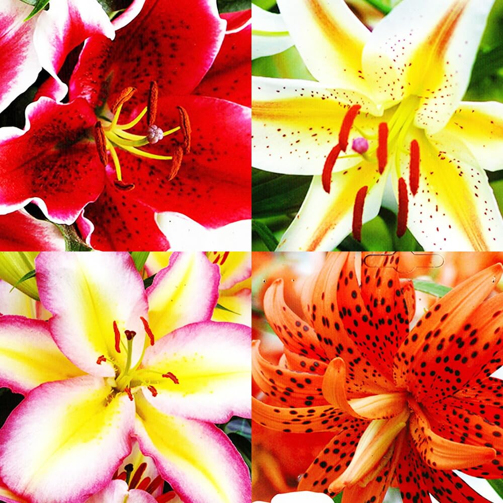 ＮＡＯ　ユリ球根　15球 楽天市場】予約販売 花の大和 球根 八重咲きオリエンタルリリー